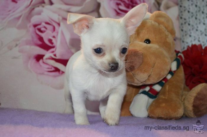 Chihuahua puppies for sale