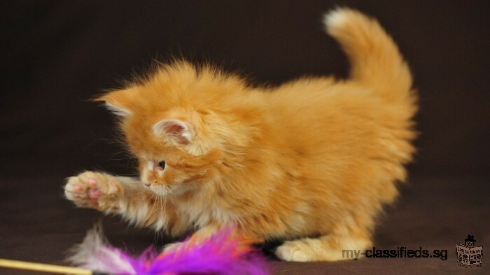 Available Maine Coon Kittens