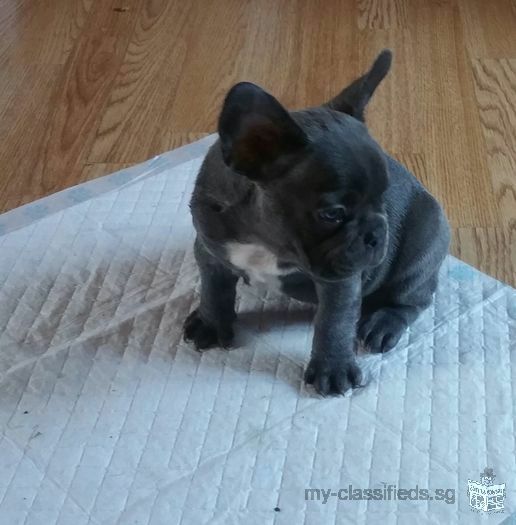 French Bulldog