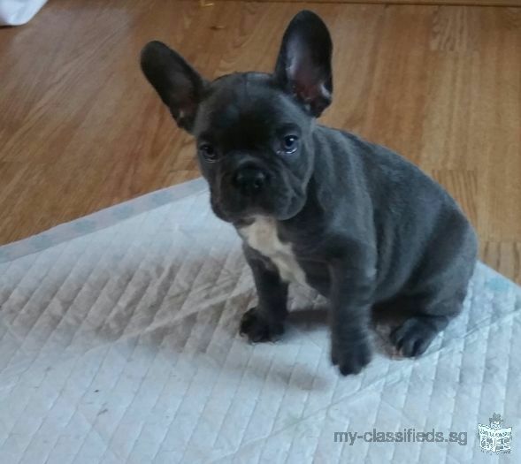 French Bulldog