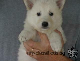 Absolutely golden retriever Puppies,