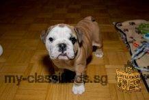 Purebred English Bulldog Puppies for sale.