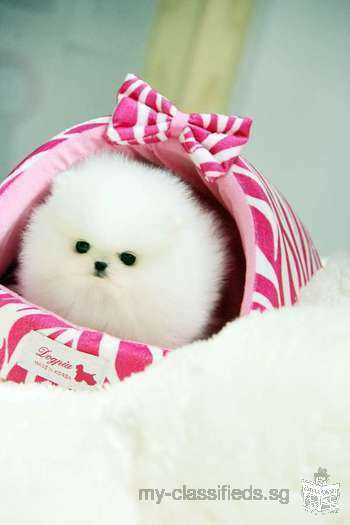 Gorgeous white teacup pom!