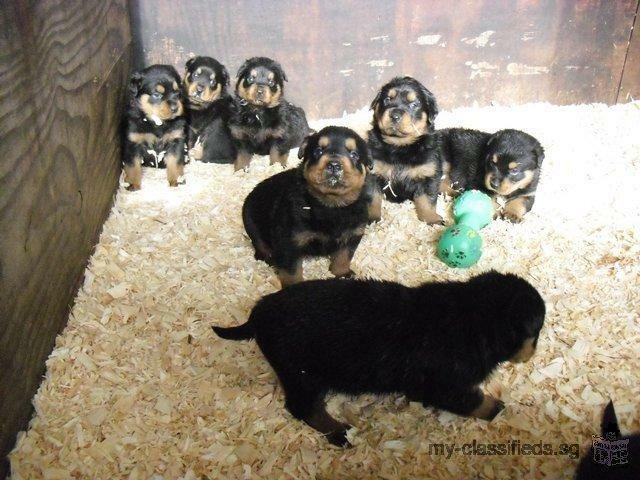 Adorable rottweiler puppies for sale