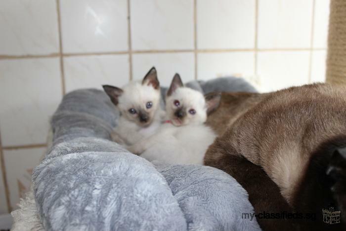 Male and female Ragdoll kitten now available .