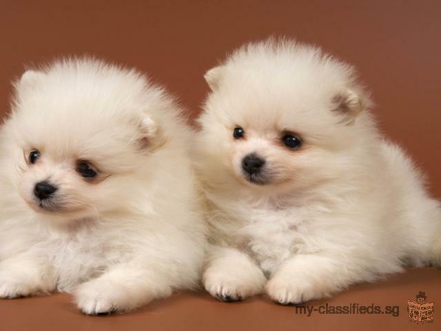 Pure Breed Pomerania Pedigree Puppies for sale .