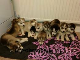 Quality Siberian Husky Puppies