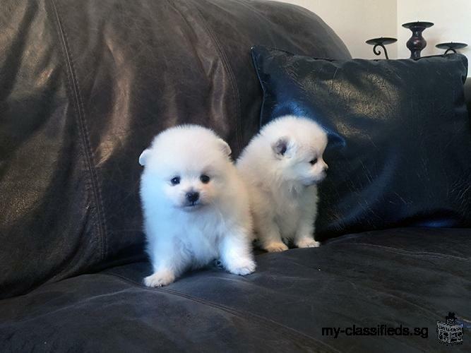 Twin Pomeranian home raise puppies for adoption