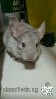 1 female Chinchilla Baby for adoption to good home