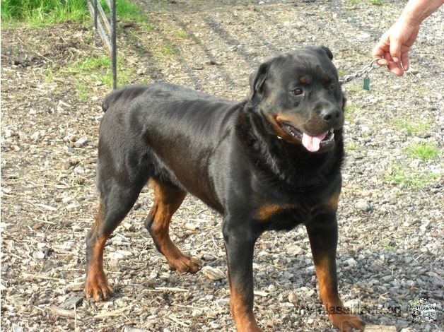 Xmas Rottweiler Puppies Big Cuddly Bears For Sale