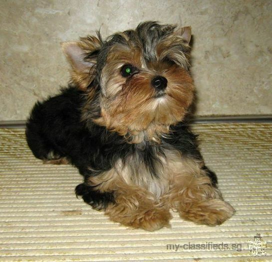 Two Fantastic Yorkie Puppies Available