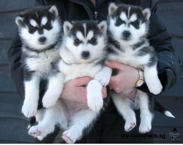 Beautiful Blue black Hc Kc Reg Siberian Husky Puppies