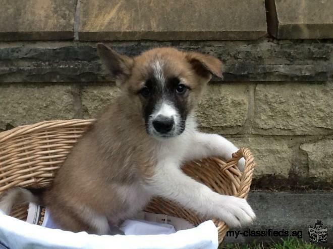 Both male and female Akita puppies for rehome