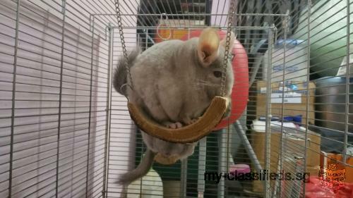 1 female Chinchilla Baby for adoption to good home