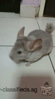 1 female Chinchilla Baby for adoption to good home