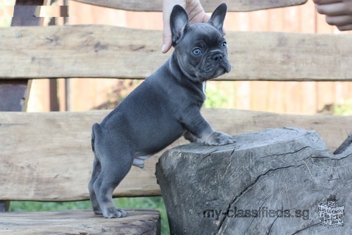 Akc registered French Bulldog puppies