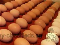 Chicken Broiler Hatching(Ross/Cobb) & Table Eggs Grade A