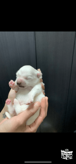 Newborn Japanese spitz puppies for sale