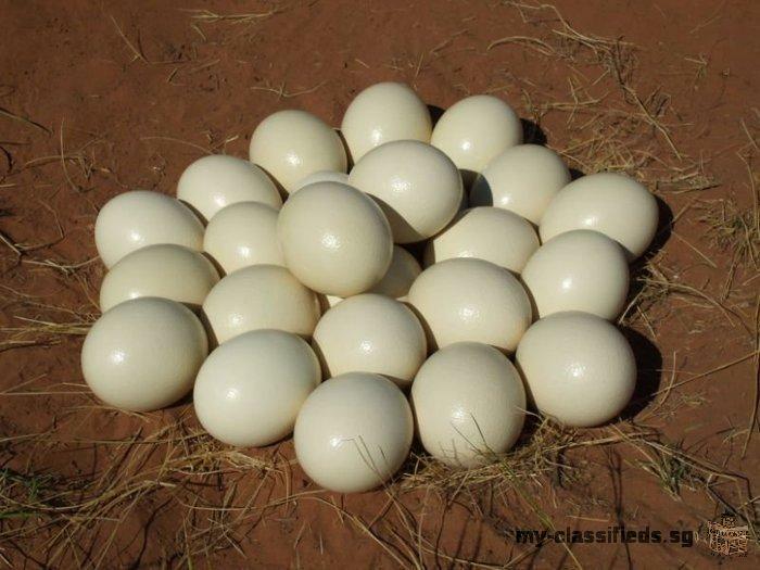 Ostrich chickens and fertile ostrich eggs for sale