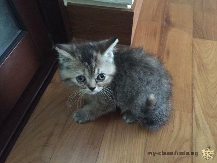 Persian Kitten For adoption!
