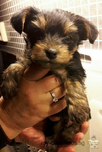 Puppy pure breed yorkshire female to give