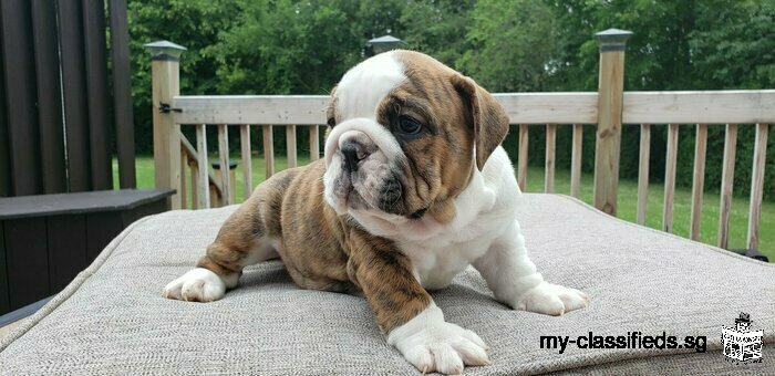 Purebred French and English bulldog puppies for sale