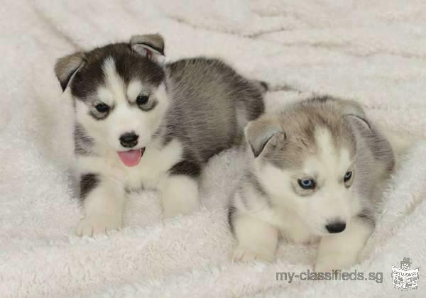 Stunning black and white bright blue eyes Siberian Husky Puppies