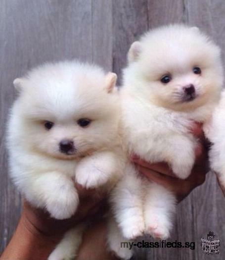 Twin Pomeranian home raise puppies for adoption