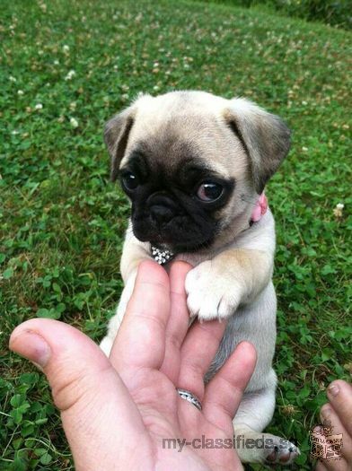 Very Beautiful Pug Puppies Available Now