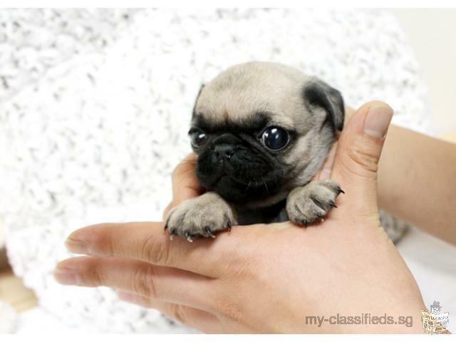 Very Beautiful Pug Puppies Available Now
