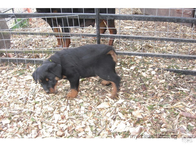 Xmas Rottweiler Puppies Big Cuddly Bears For Sale