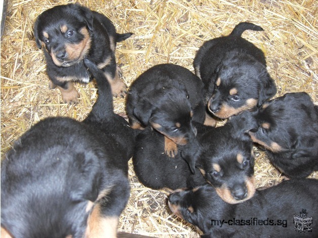Xmas Rottweiler Puppies Big Cuddly Bears For Sale