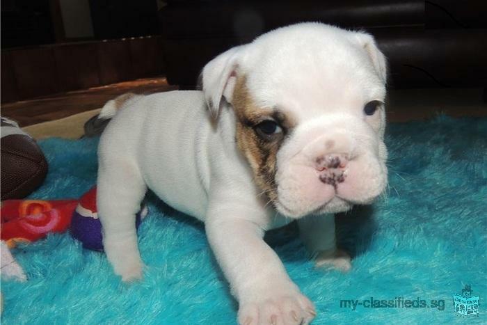 adorable English bulldog puppies ready for their new homes