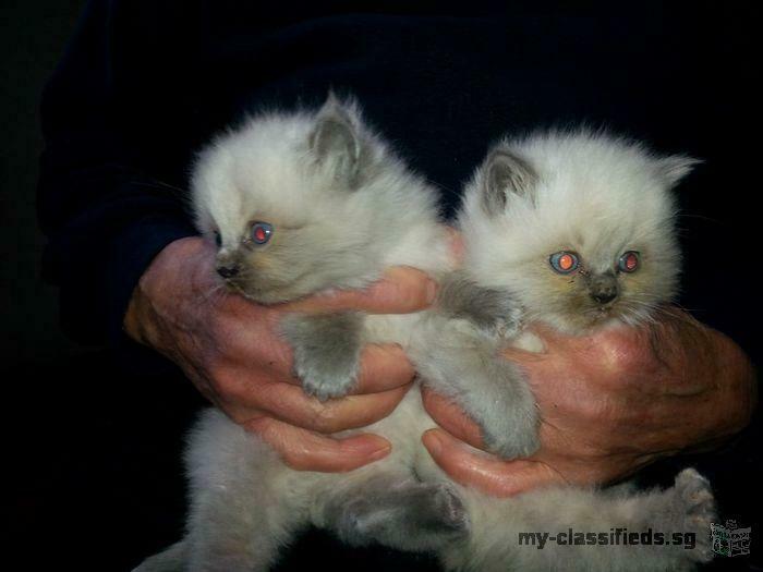 adorable family ragdoll kittens looking for a lovely and caring home