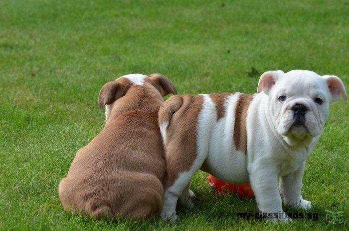 beautiful english bulldog puppies for adoption