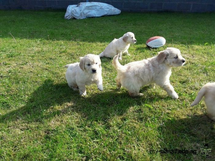beautiful golden retriever puppies for sale.