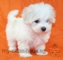 cute and lovely maltese puppy for sale