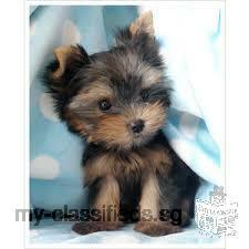 cute and lovely yorkie puppies for sale
