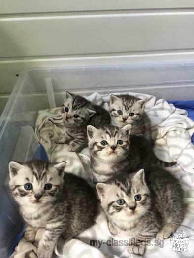 cute silver spotted pdigree kittens for adoption