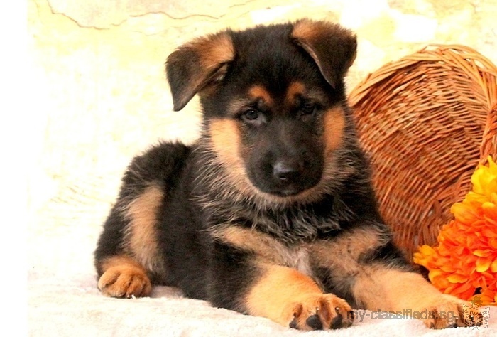 pure breed german shepharts avaible for free adoption