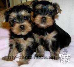 2 Yorkie Puppies For Adoption.