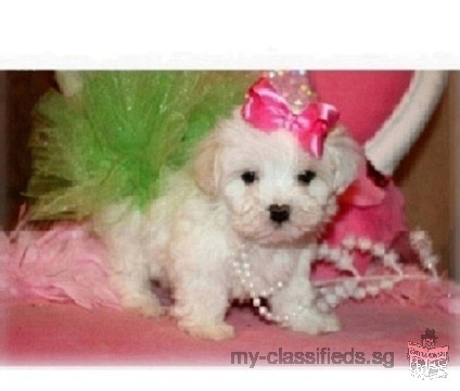 Charming MALTESE puppies AVAILABLE .Text US 9012491776