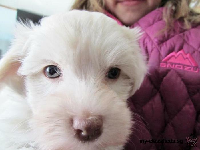 Christmas maltese puppies for pets loving homes