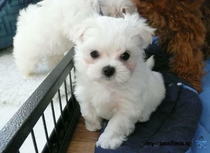 Exceptional AKC Maltese Puppies for adoption