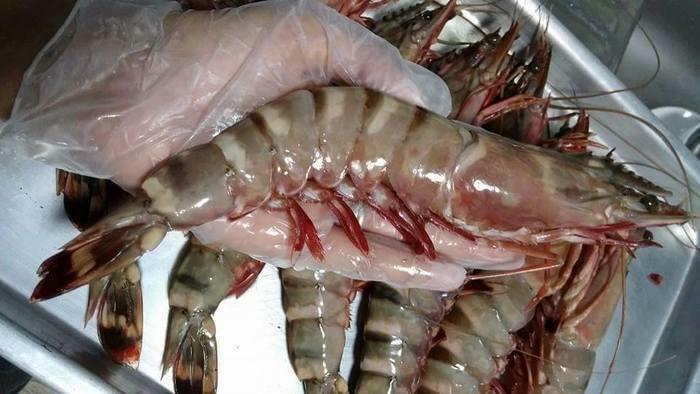 Jumbo tiger prawns for sale