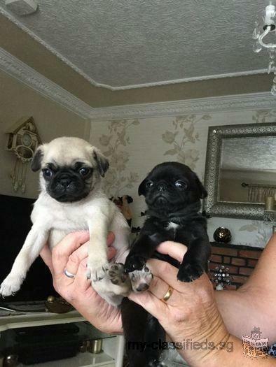 Kc Pug Pup Health Tested Parents Great Lines