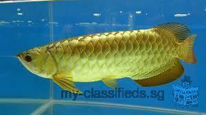 Quality and healthy +A Grade Arowana's for sale at affordable prices. Each equiped with chip & certi