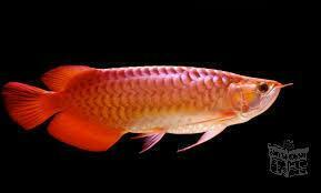 Super red arowana fish and may other for sale!
