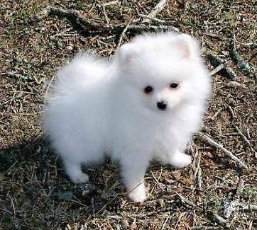 Teacup Pomeranian Puppies Available (719) 982-8517